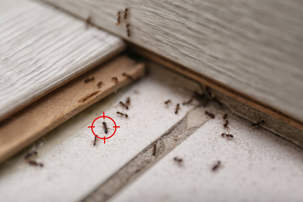 Best Flea Control Services  in Hwatha, IA