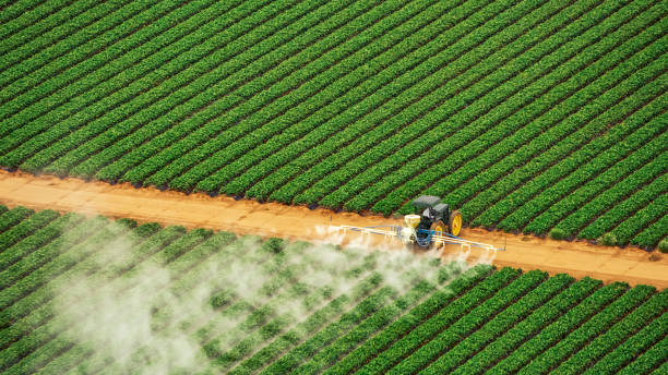 Best Pest Removal Services  in Hwatha, IA