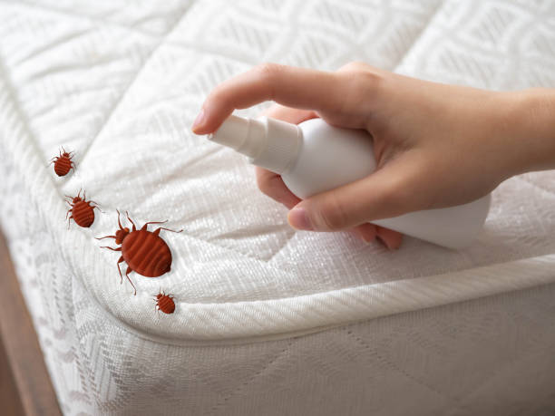 Reliable Hiawatha, IA Pest Control Solutions