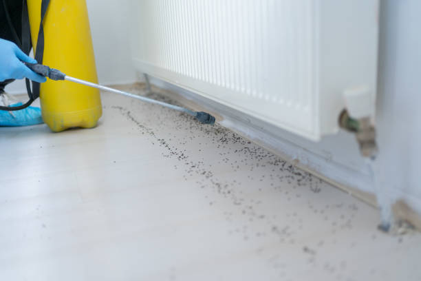 Best Termite Control Services  in Hwatha, IA
