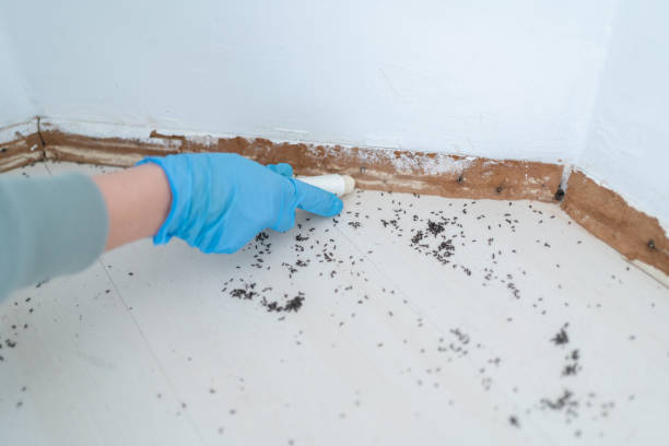Best Termite Control Services  in Hwatha, IA