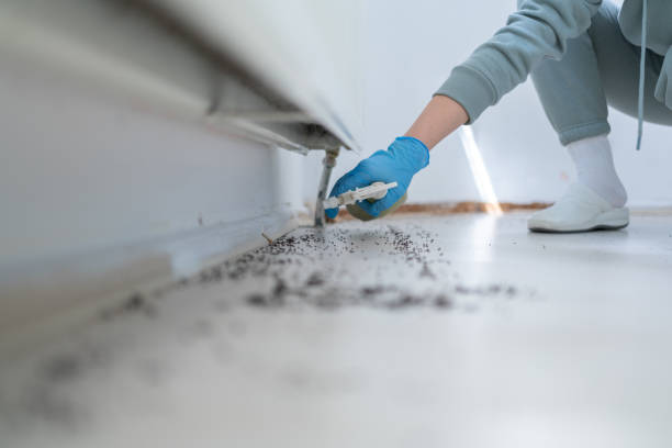 Best Pest Prevention Services  in Hwatha, IA